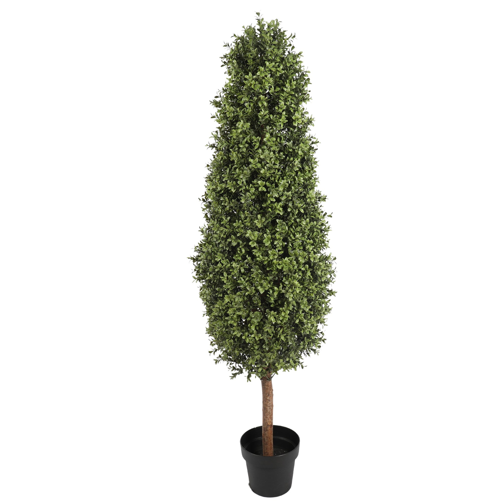 150CM Height Buxus Oval Tree Outdoor UV Protected Plants| Roots Furniture