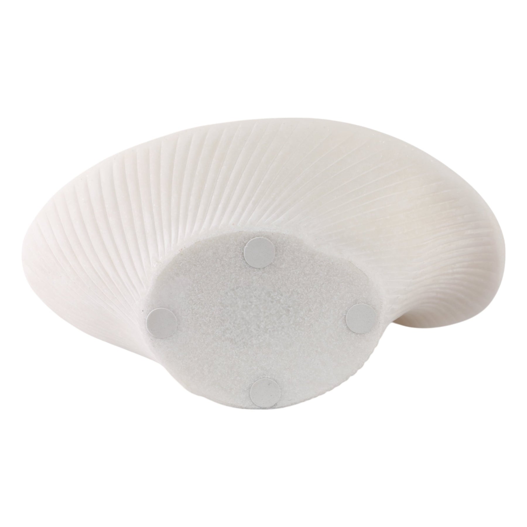 Statuary Shells 16