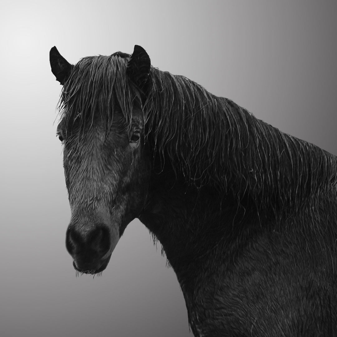 39X39 BLACK HORSE ON CANVAS Wall Art| Sagebrook Home