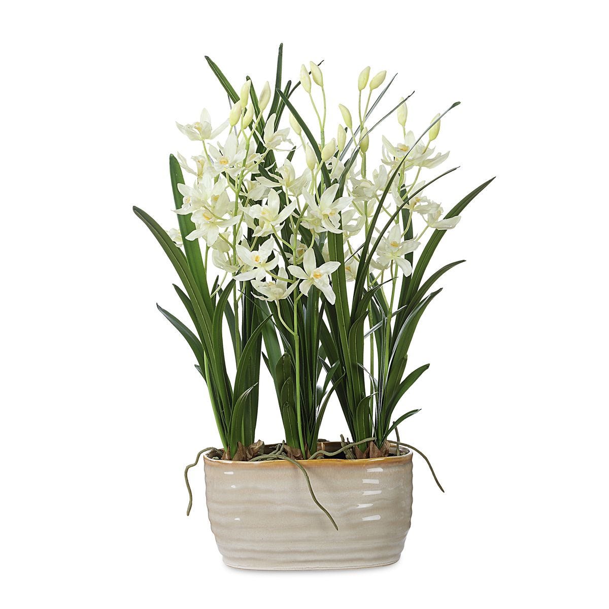 Ariana Orchid