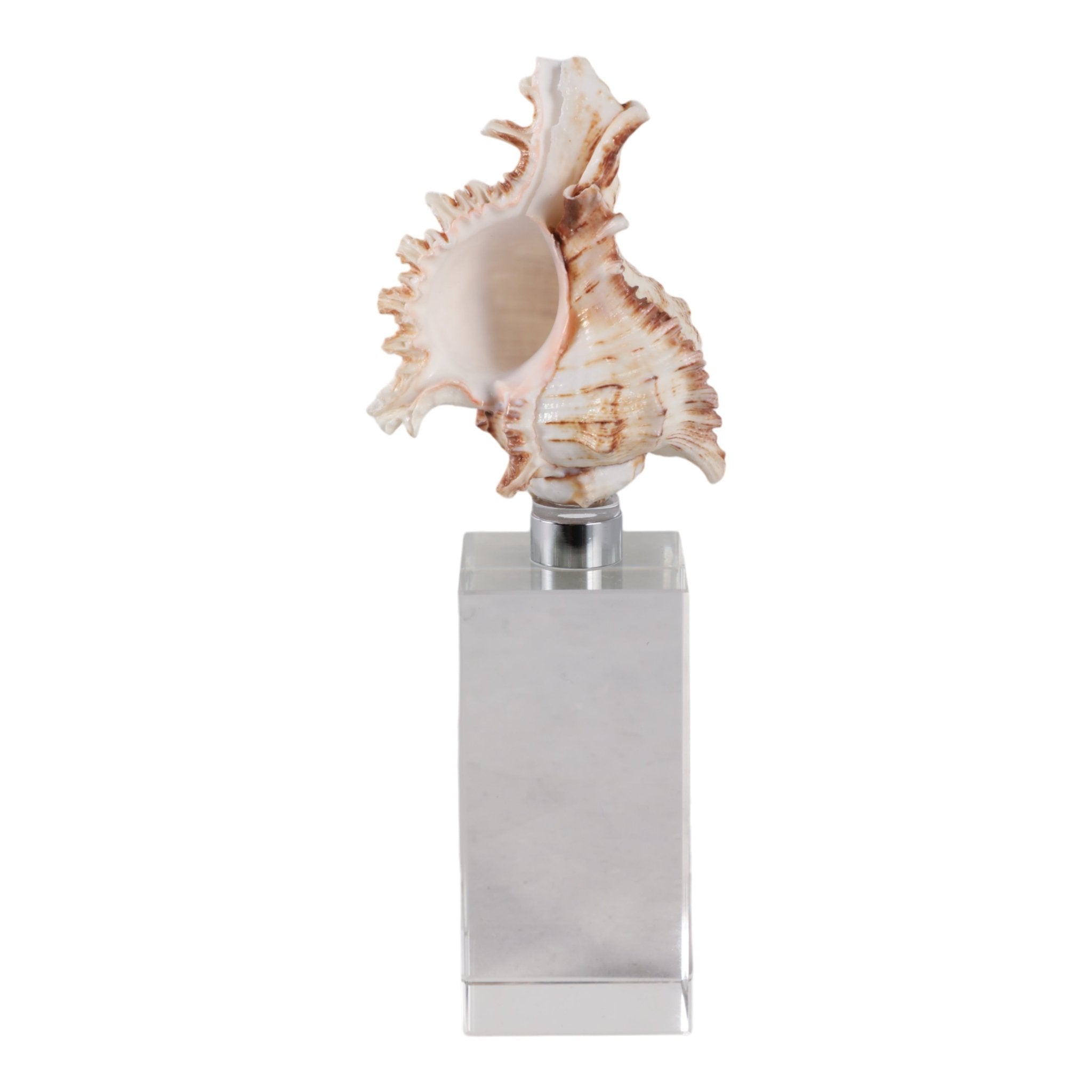 8x2" Shell On Crystal Base, Ivory/ Clear Table Decors| Sagebrook Home