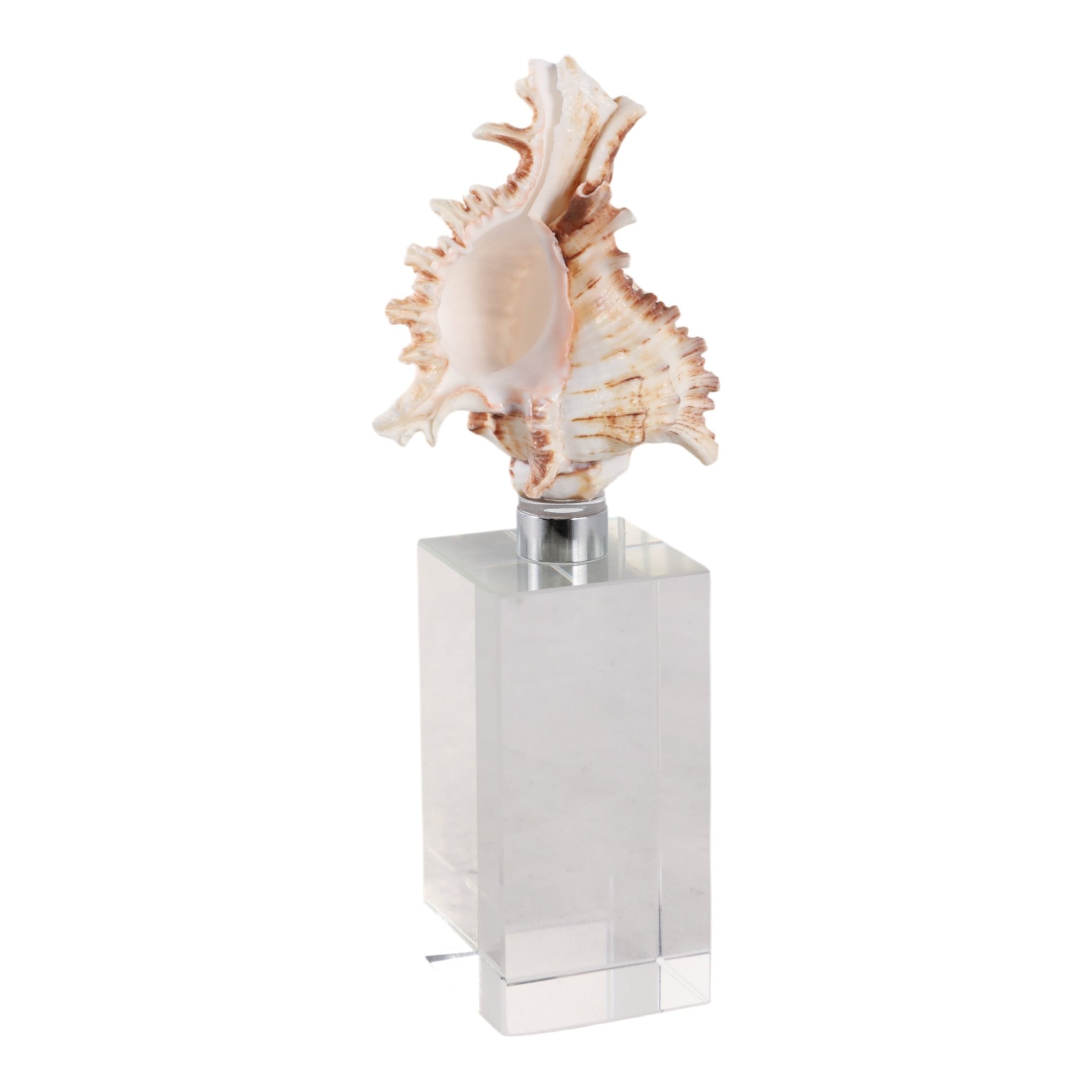 8x2" Shell On Crystal Base, Ivory/ Clear Table Decors| Sagebrook Home