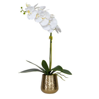 Cami Orchid, Brass