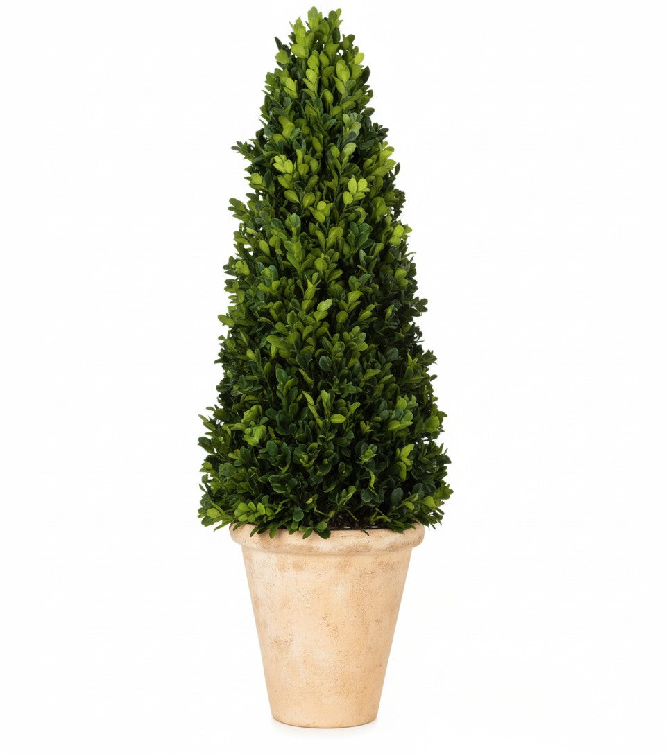 BOXWOOD CONE TOPIARY