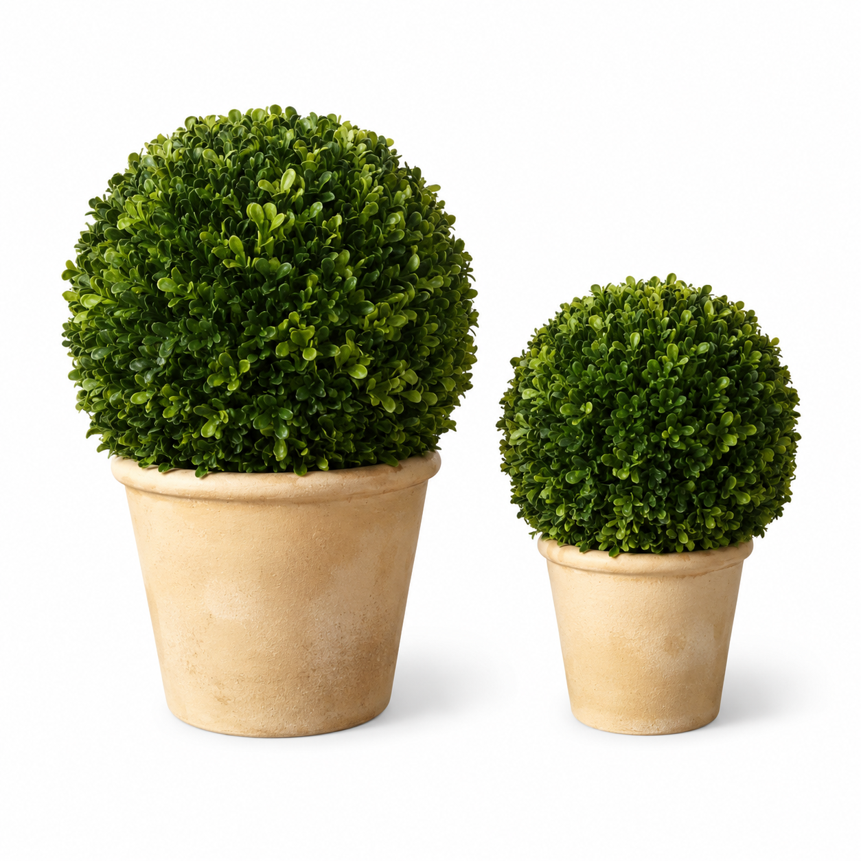 Boxwood Topiary S/2