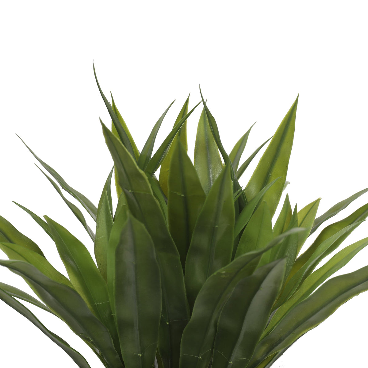 Agave Bush 40CM Plants| Roots Furniture