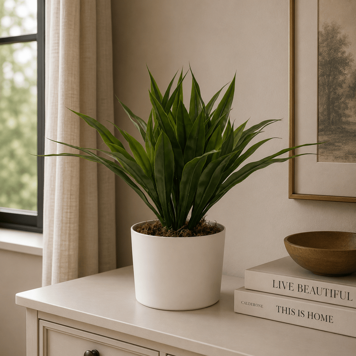 Agave Bush 40CM Plants| Roots Furniture
