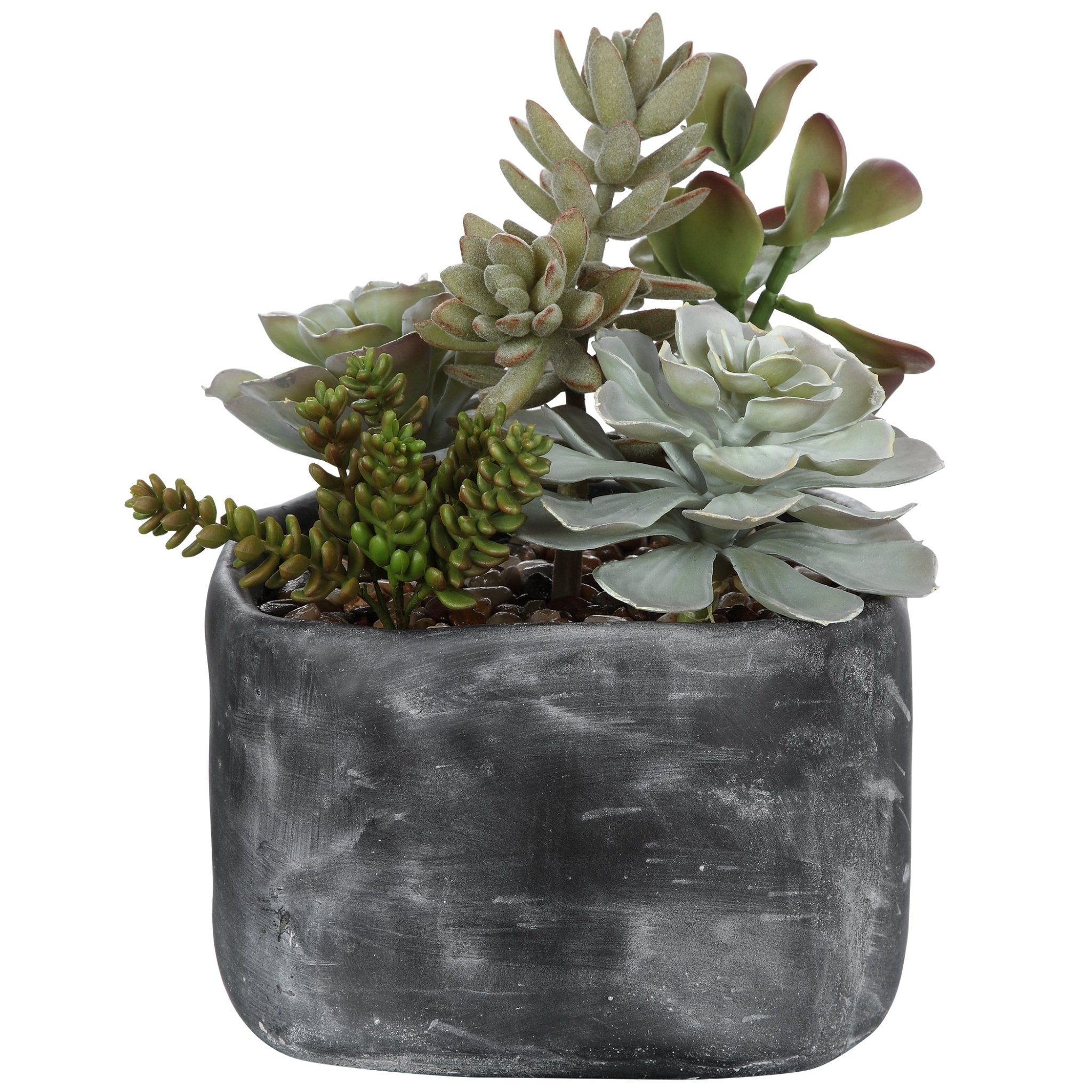 Alverio Succulents - Al Rugaib Furniture