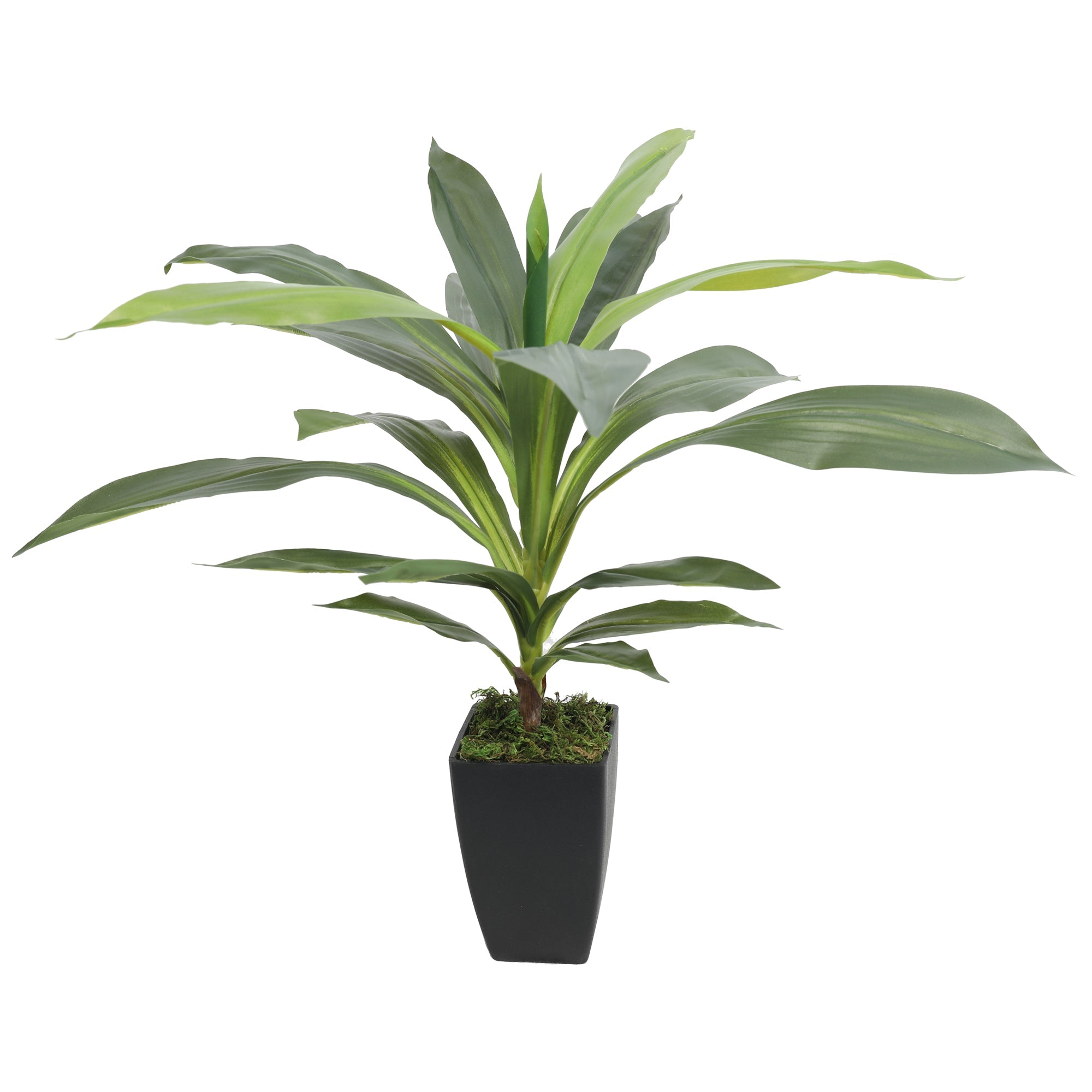 Artificial DRACAENA FRAGRANS 55CM 22 Leaves Plants| Roots Furniture