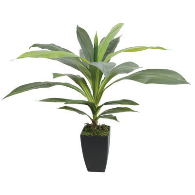Artificial DRACAENA FRAGRANS 55CM 22 Leaves - Al Rugaib Furniture