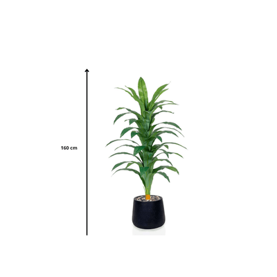 Artificial Dracaena plant, elegant cylindrical plastic pot. Available colors: black spray - Al Rugaib Furniture