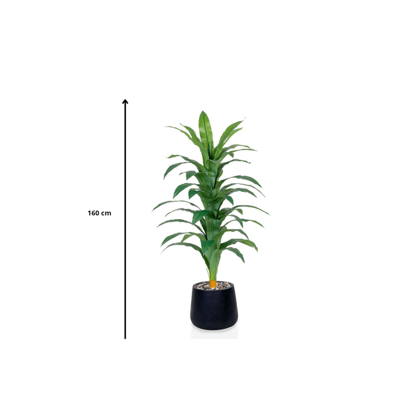 Artificial Dracaena plant, elegant cylindrical plastic pot. Available colors: black spray - Al Rugaib Furniture