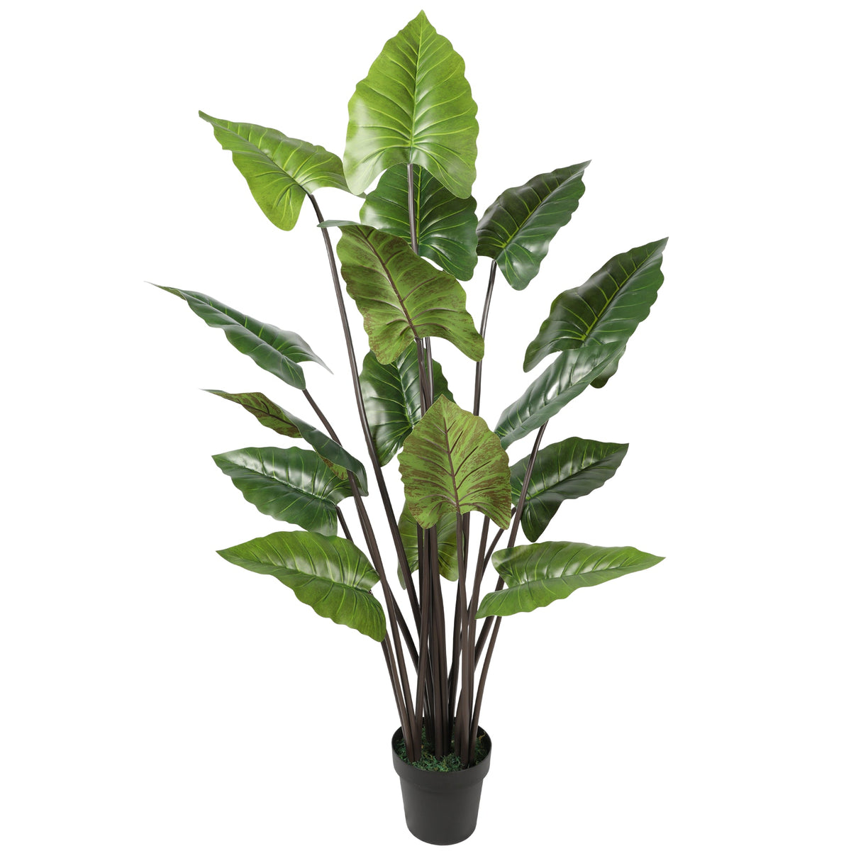 Artificial Rainbow Taro 155CM Height Indoor Plants| Roots Furniture