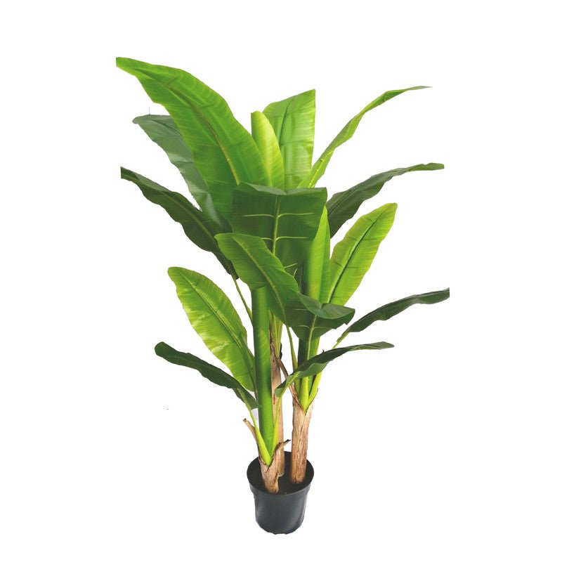 banana tree - 150cm Plants| Roots Furniture