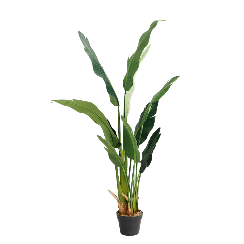 banana tree - 150cm - Al Rugaib Furniture