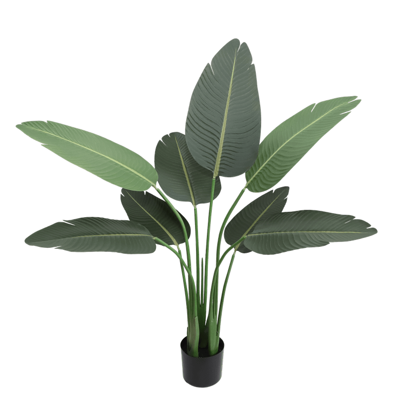 Banana Tree - Al Rugaib Furniture