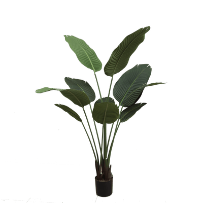 Banana tree - Al Rugaib Furniture