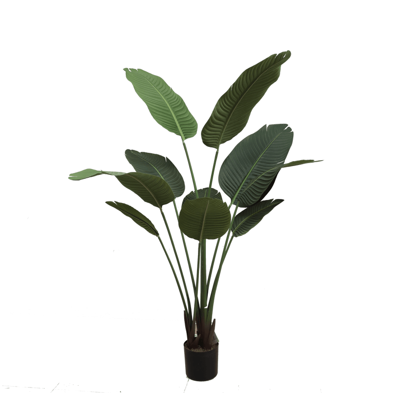 Banana tree - Al Rugaib Furniture