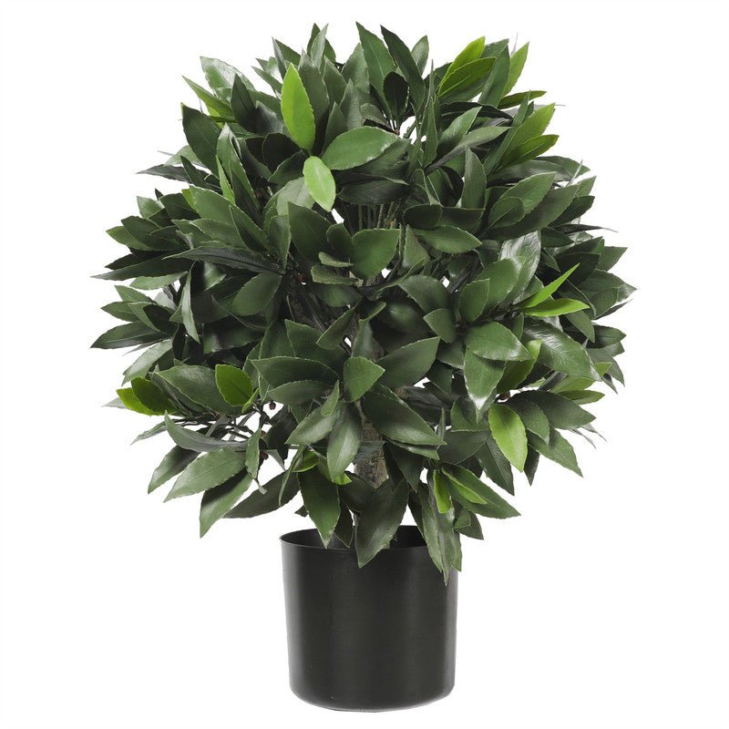 Bay Laurel Tree 67CM Plants| Roots Furniture