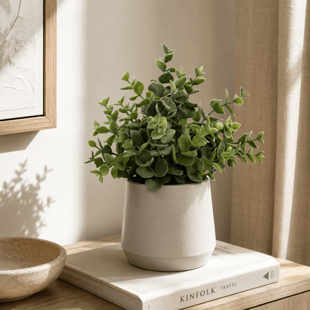 Boxwood 27CM Plants| Roots Furniture