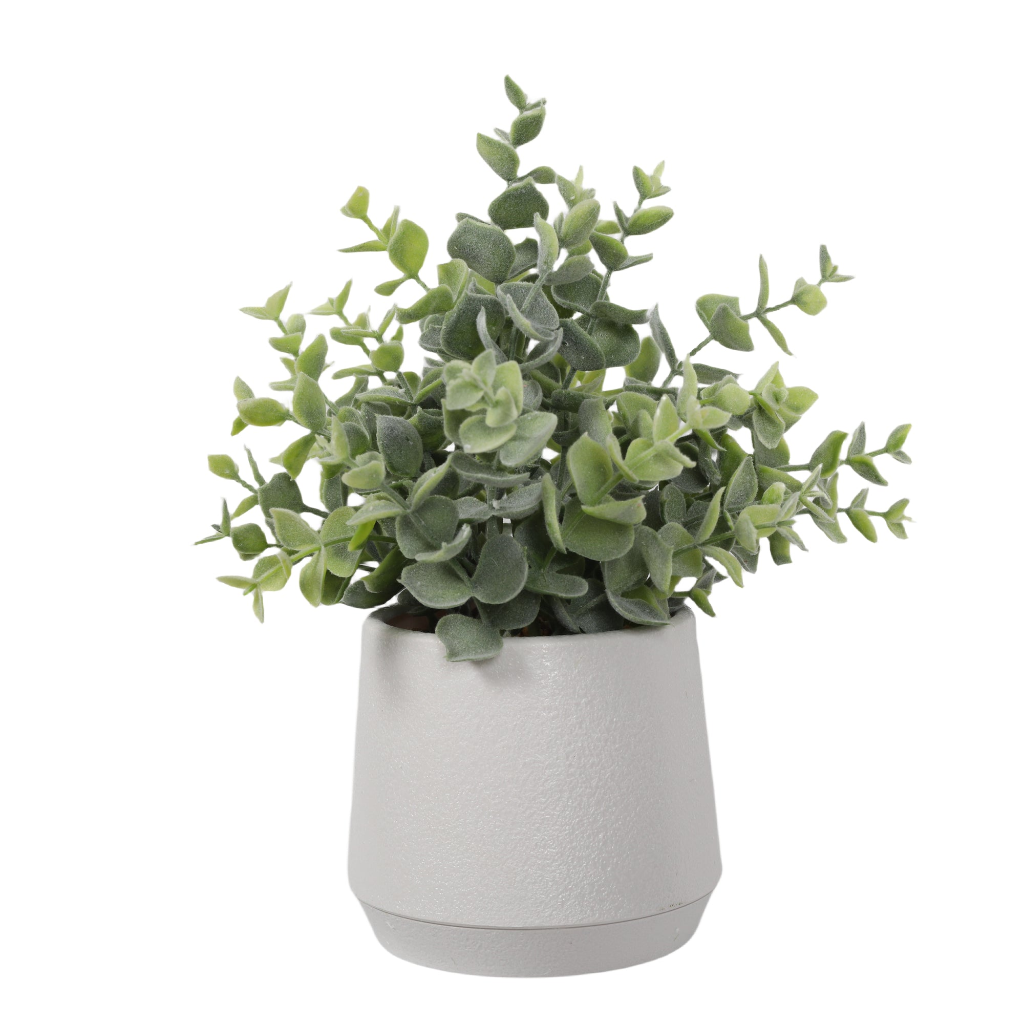 Boxwood 27CM Plants| Roots Furniture