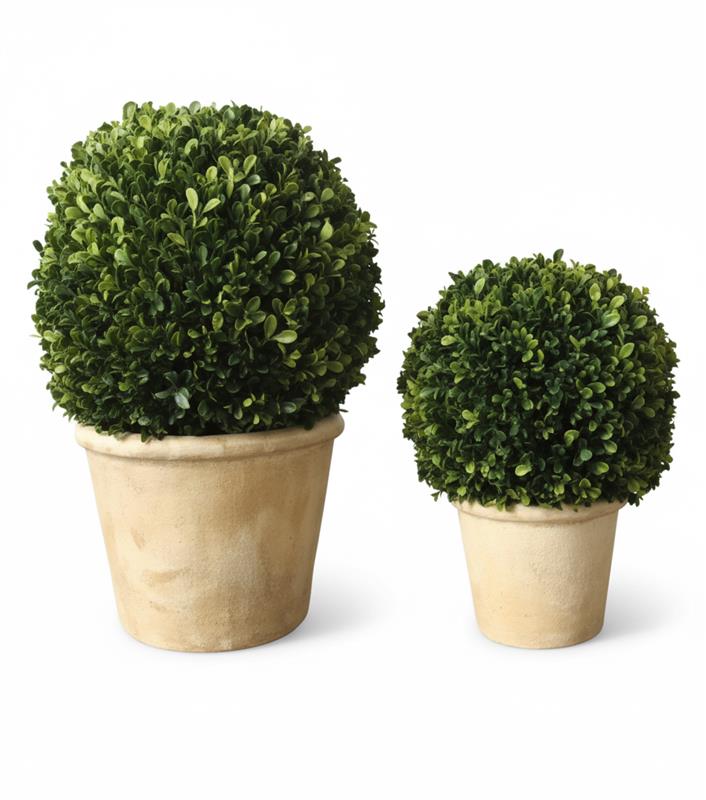 Boxwood Topiary S/2 Plants| Crestview