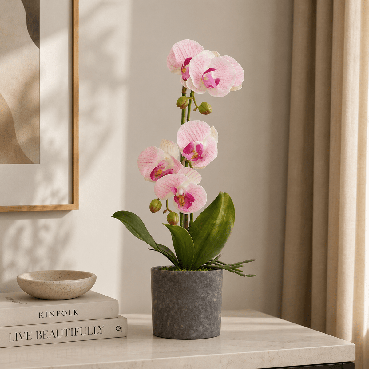 BUTTERFLY ORCHID Plants| Roots Furniture