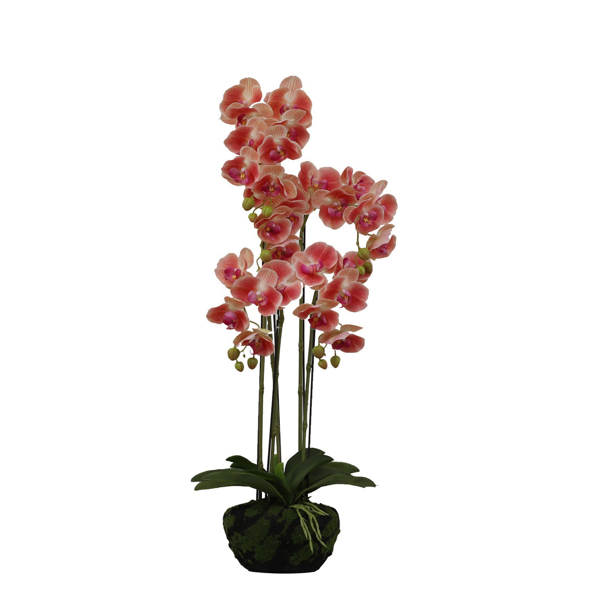 BUTTERFLY ORCHID Plants| Roots Furniture