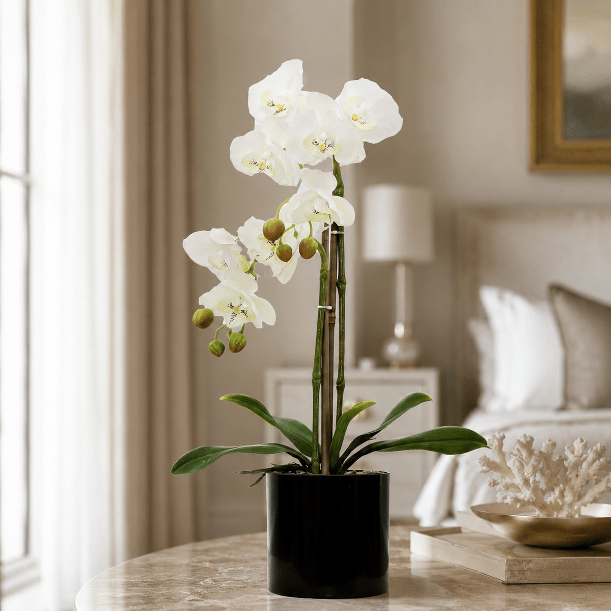 BUTTERFLY ORCHID Plants| Roots Furniture