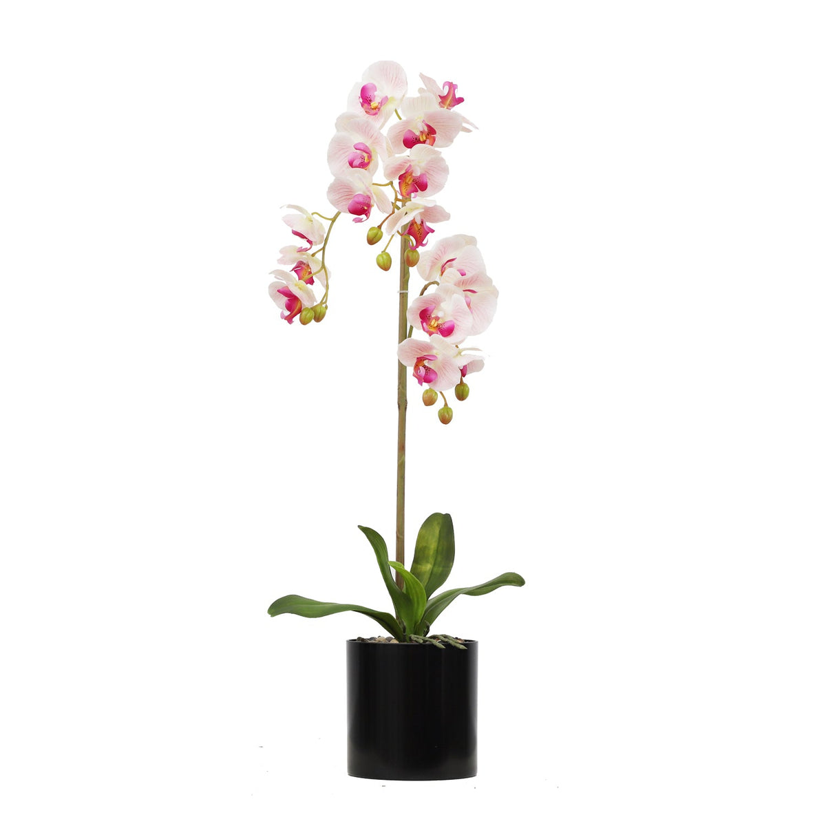 BUTTERFLY ORCHID Plants| Roots Furniture