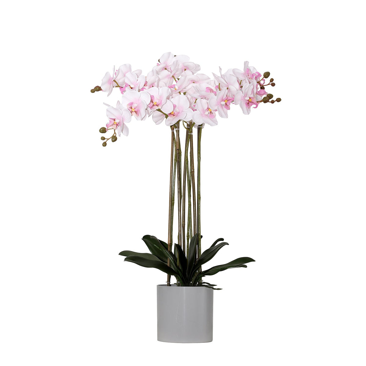 BUTTERFLY ORCHID Plants| Roots Furniture