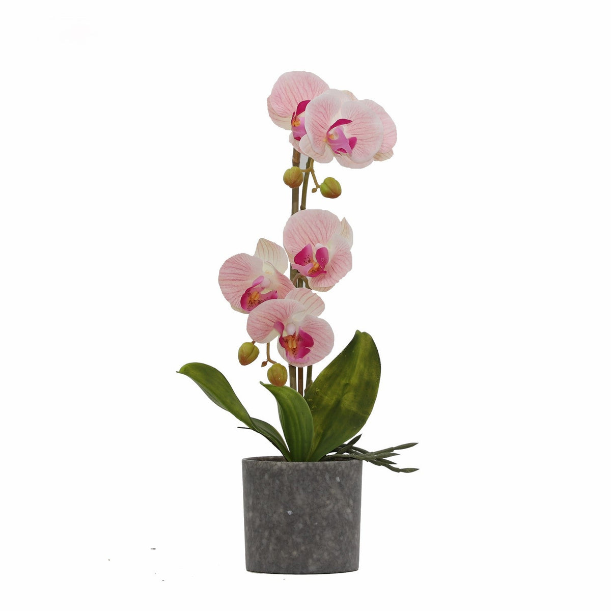 BUTTERFLY ORCHID Plants| Roots Furniture