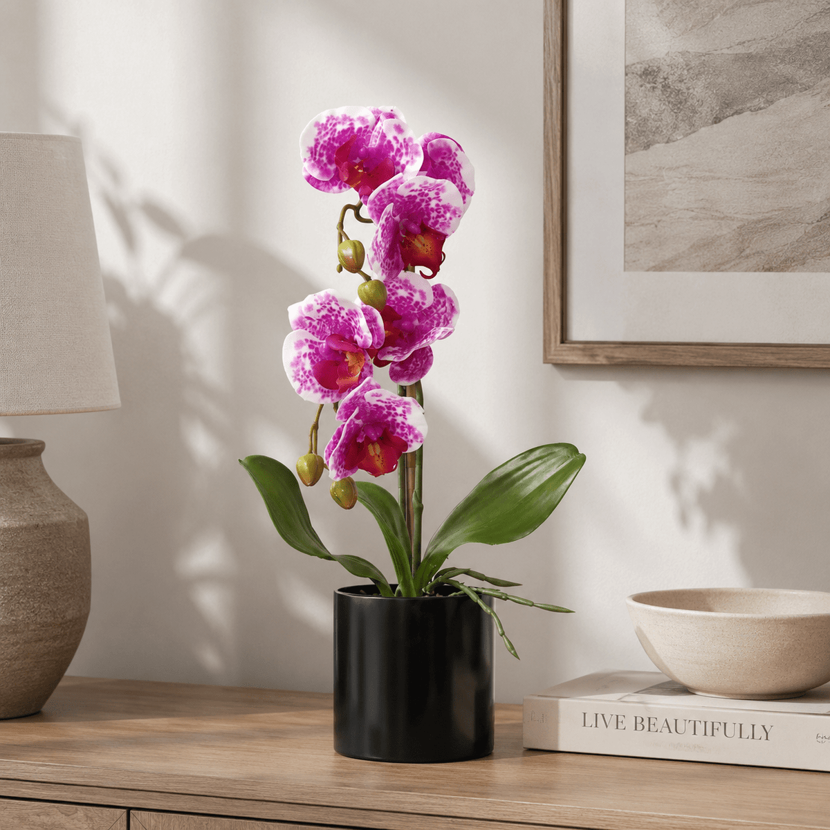 BUTTERFLY ORCHID Plants| Roots Furniture
