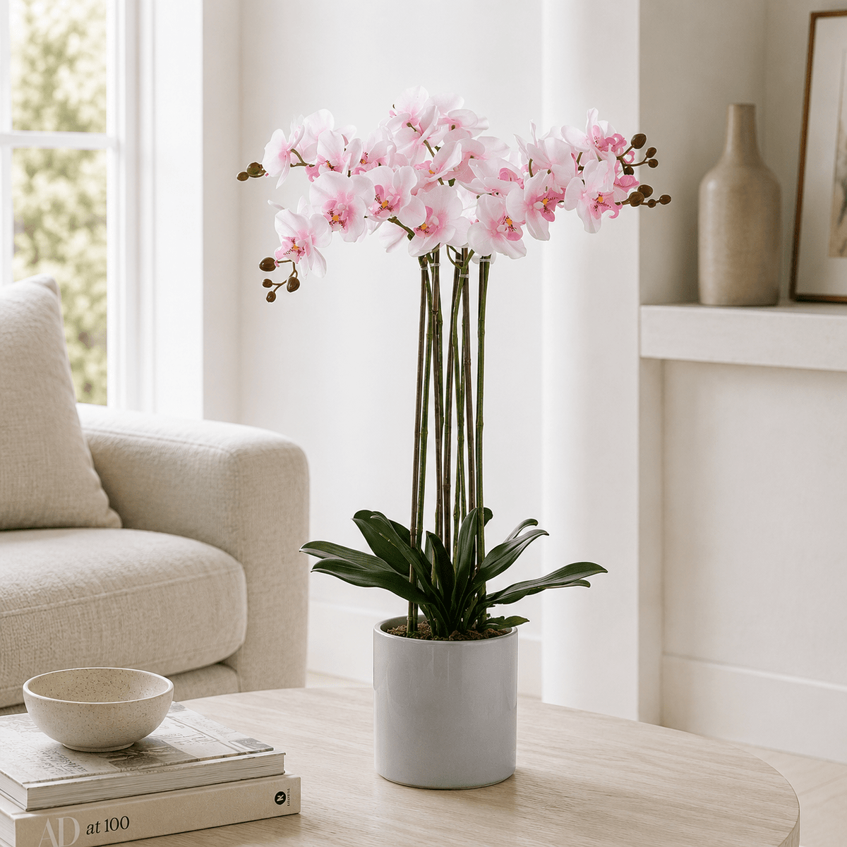 BUTTERFLY ORCHID Plants| Roots Furniture