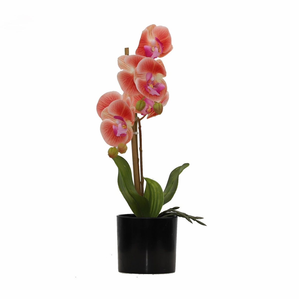 BUTTERFLY ORCHID Plants| Roots Furniture