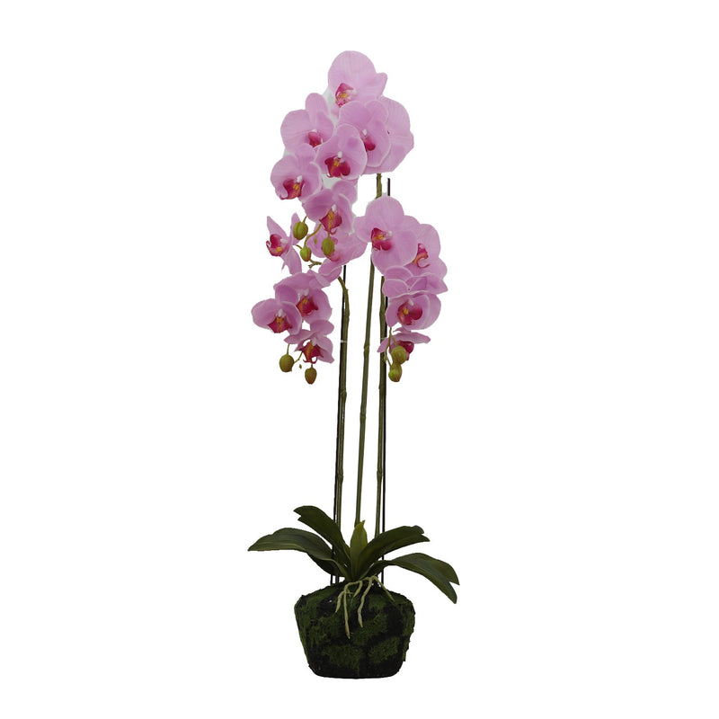 BUTTERFLY ORCHID - Al Rugaib Furniture