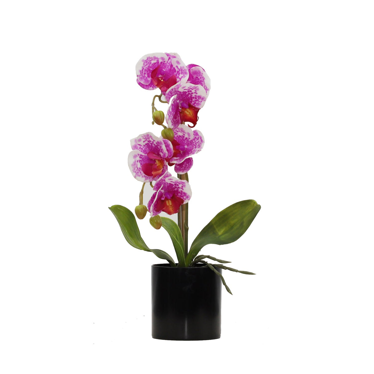 BUTTERFLY ORCHID Plants| Roots Furniture