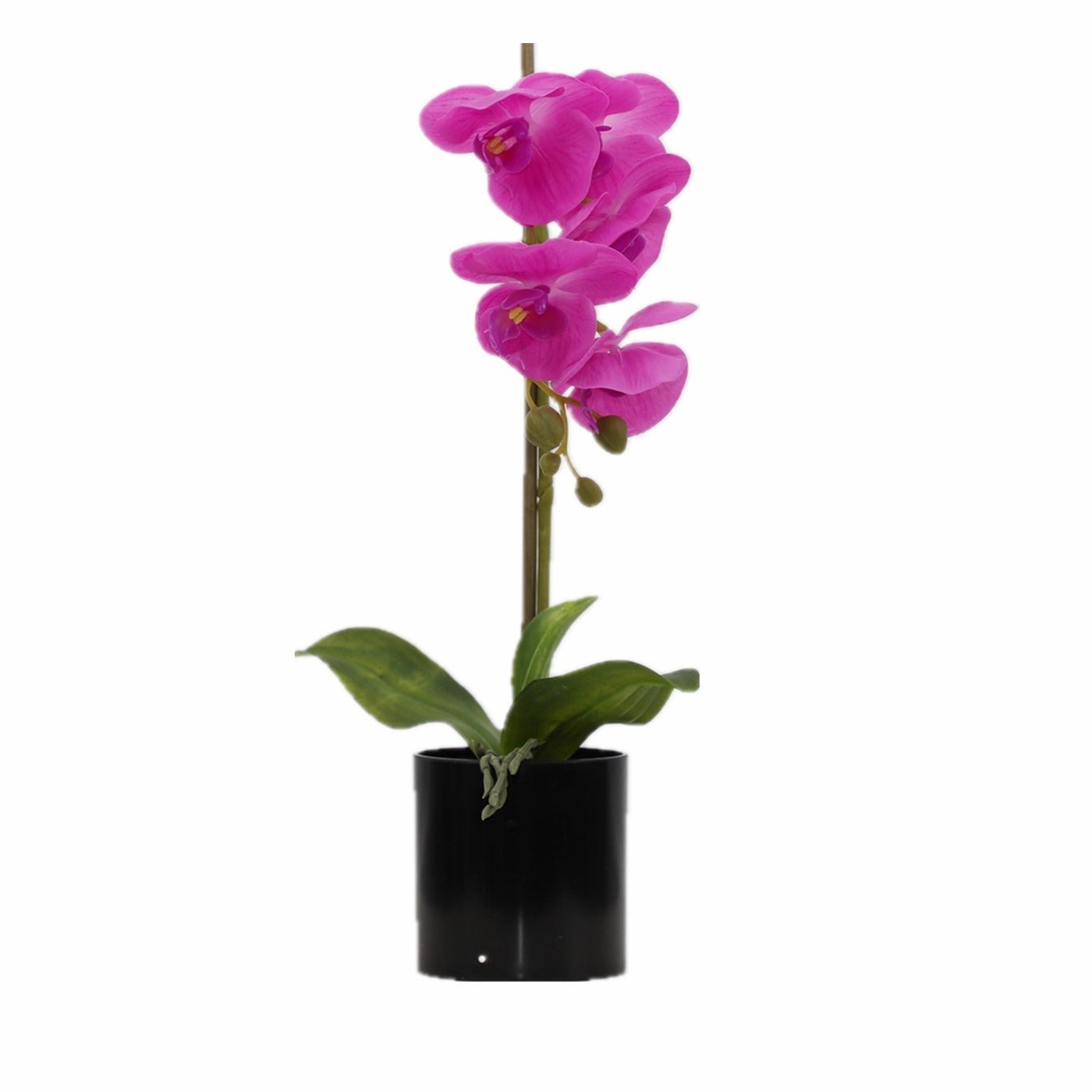 BUTTERFLY ORCHID Plants| Roots Furniture