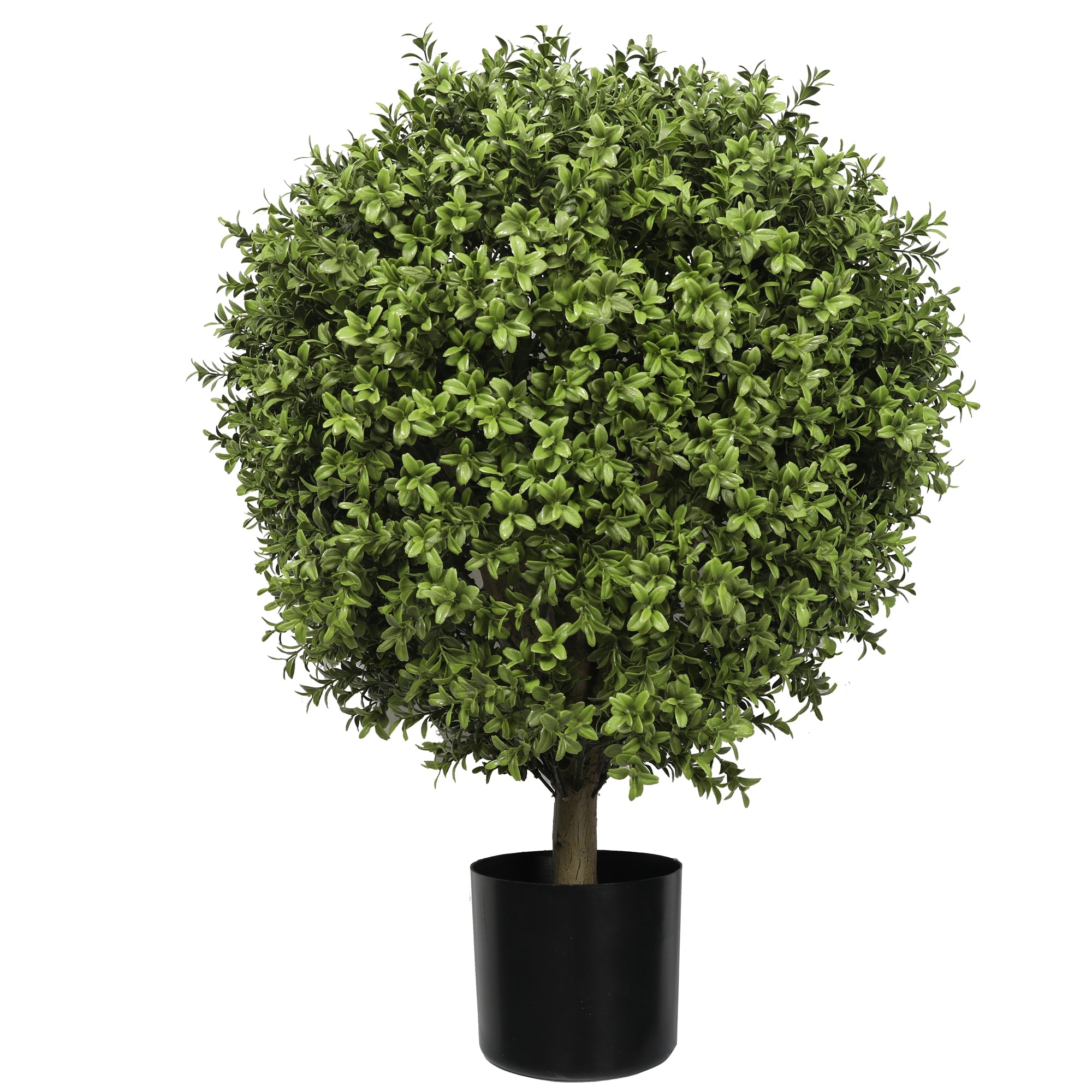 Buxus Ball Tree with Short Trunk 85CM Plants| Roots Furniture