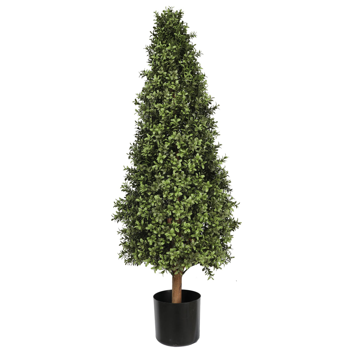 Buxus Tower Tree 120CM Plants| Roots Furniture