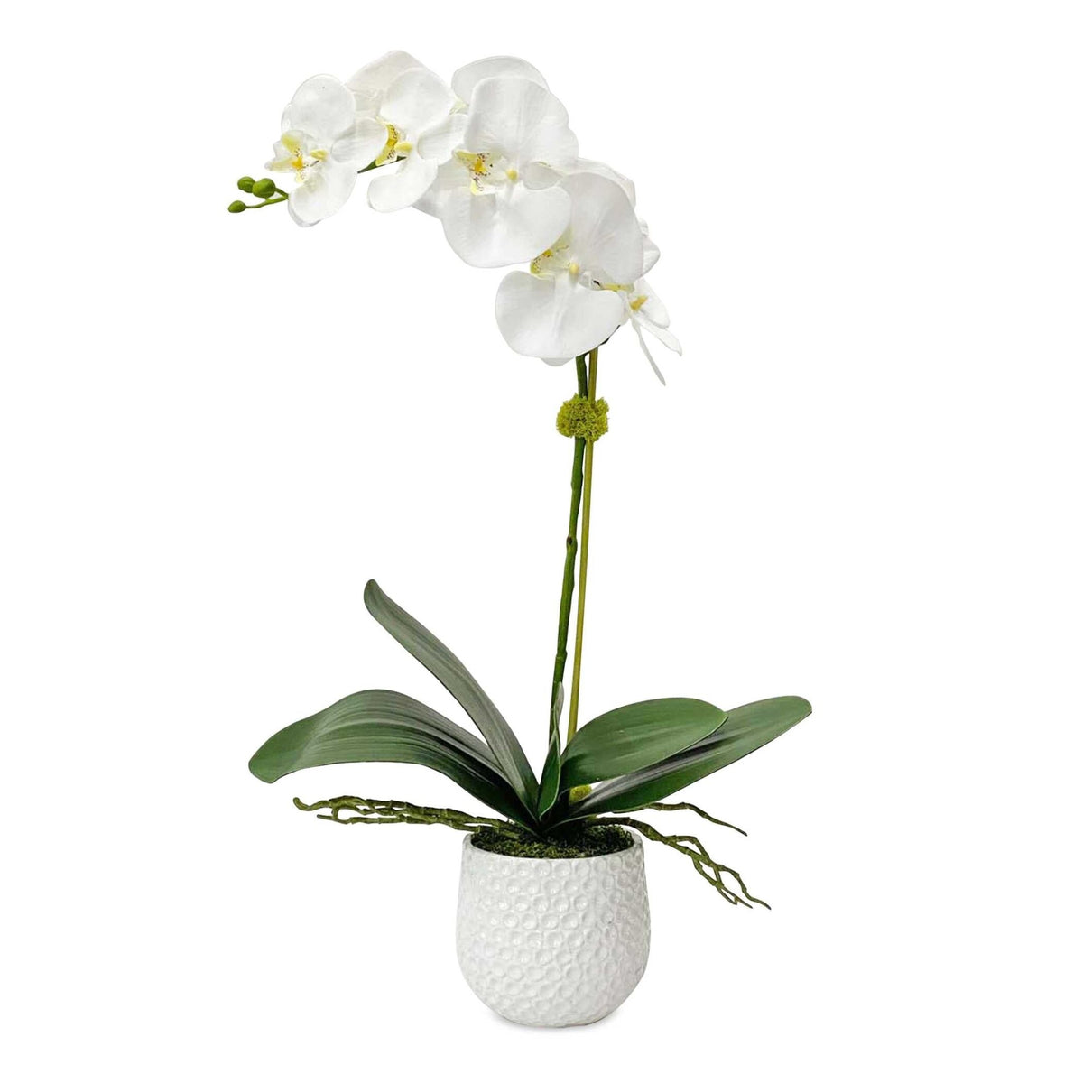 Cami Orchid Plants| Uttermost