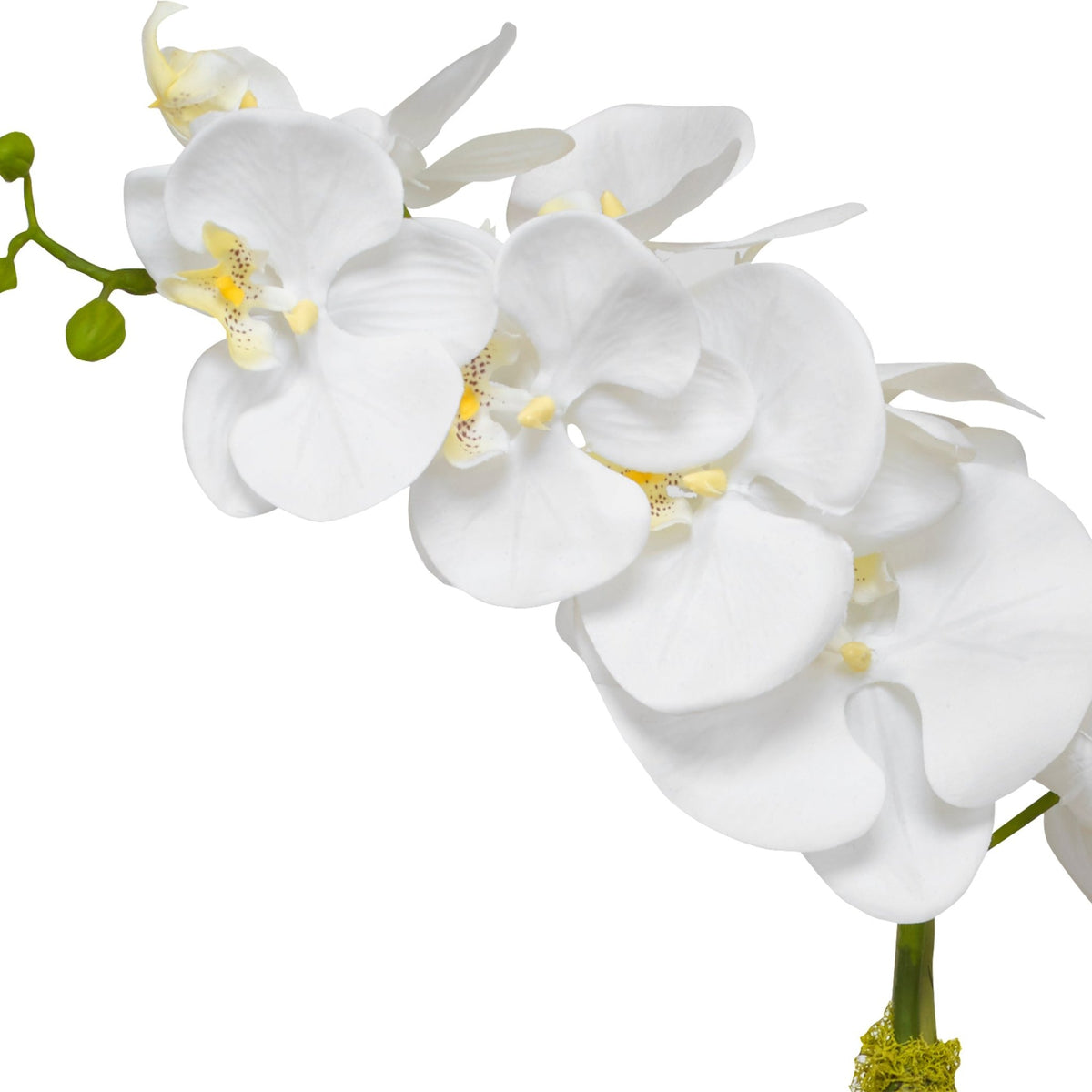 Cami Orchid, Brass Table Decors| Uttermost