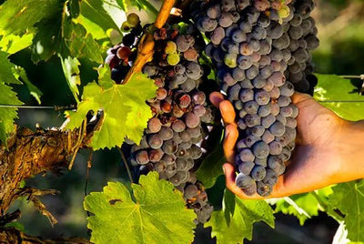 CANDELA ROSSO NOBILE TORMALINA - Al Rugaib Furniture