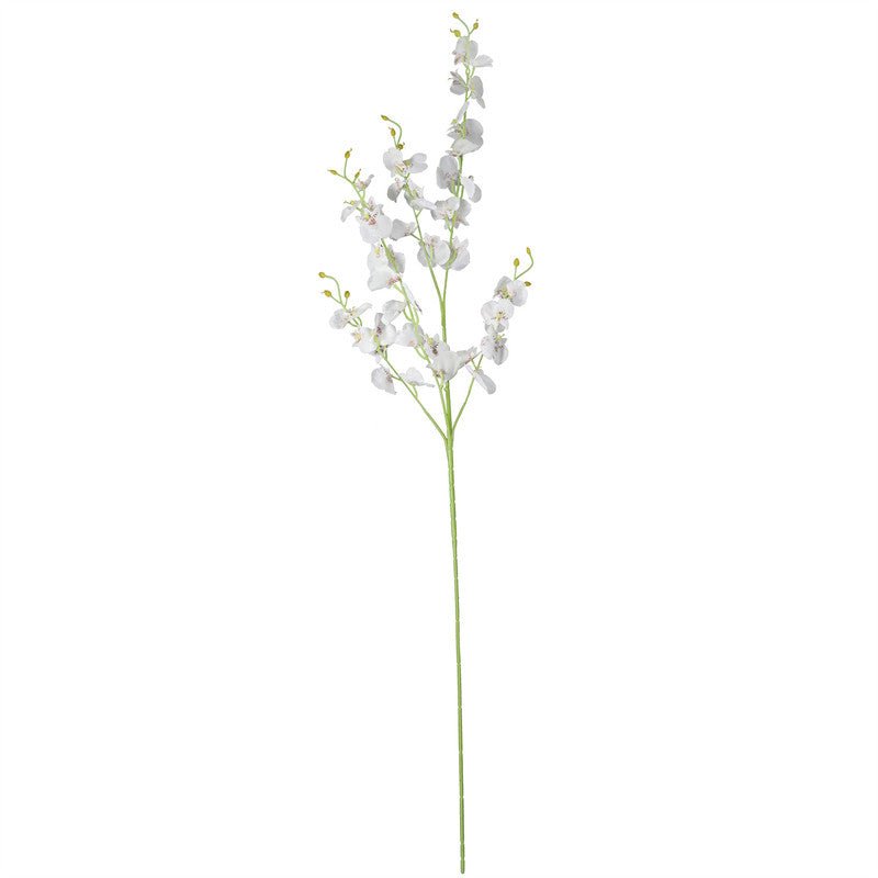 Dancing Lady Orchid Plants| Roots Furniture