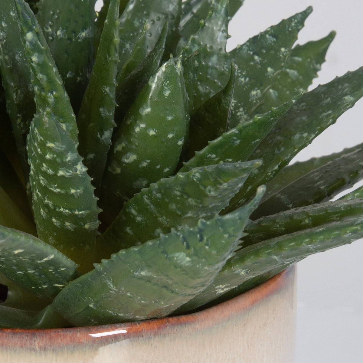 Doha Succulent Accent Plants| Uttermost