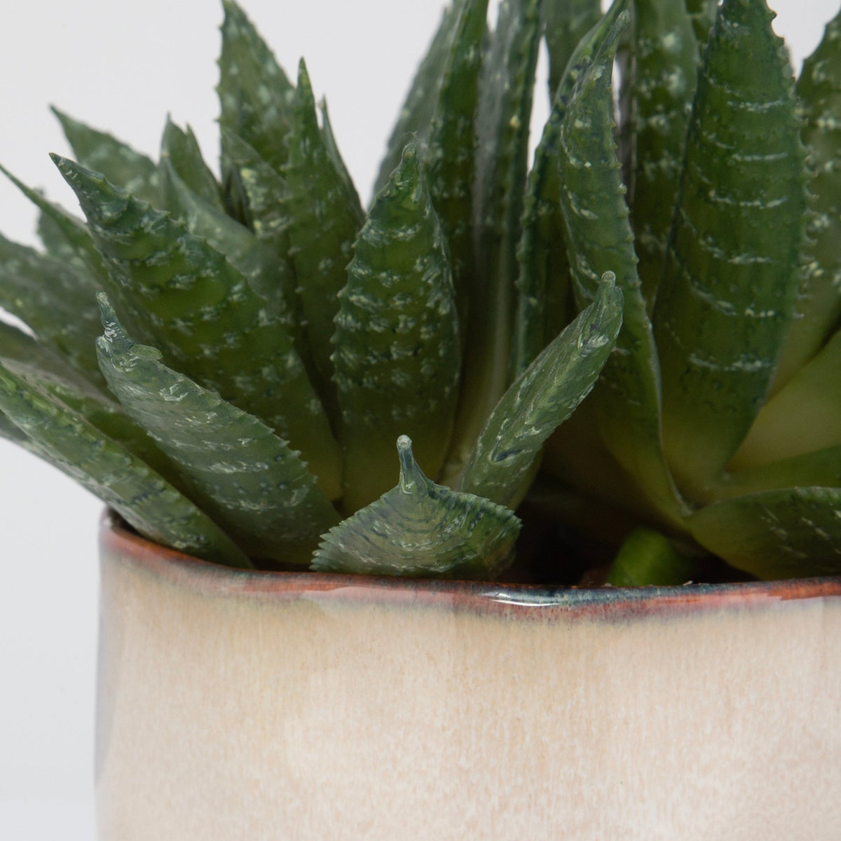 Doha Succulent Accent Plants| Uttermost