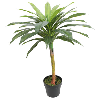 DRACAENA FRAGRANS 75CM - Al Rugaib Furniture