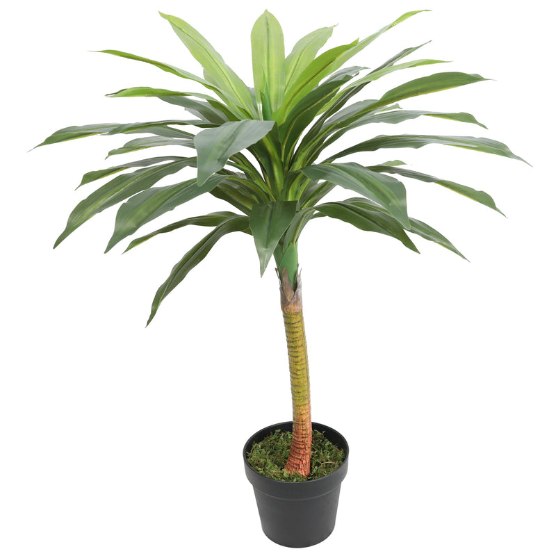 DRACAENA FRAGRANS 75CM - Al Rugaib Furniture
