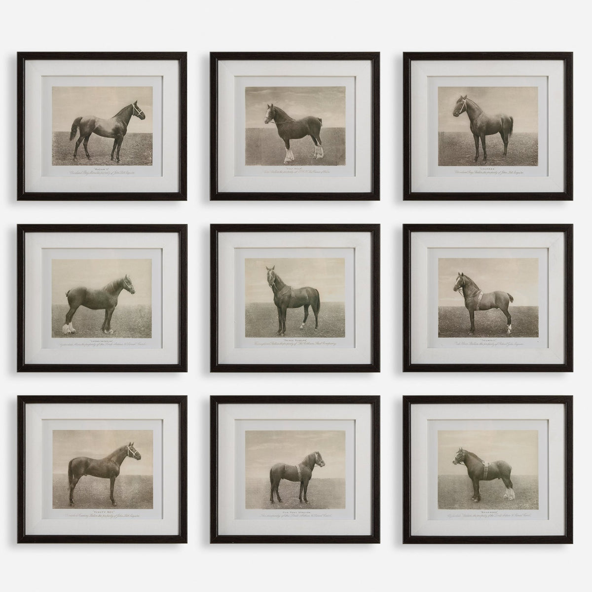 Equine Dynasty Framed Prints, S/9 Paintings & Pictures| Uttermost