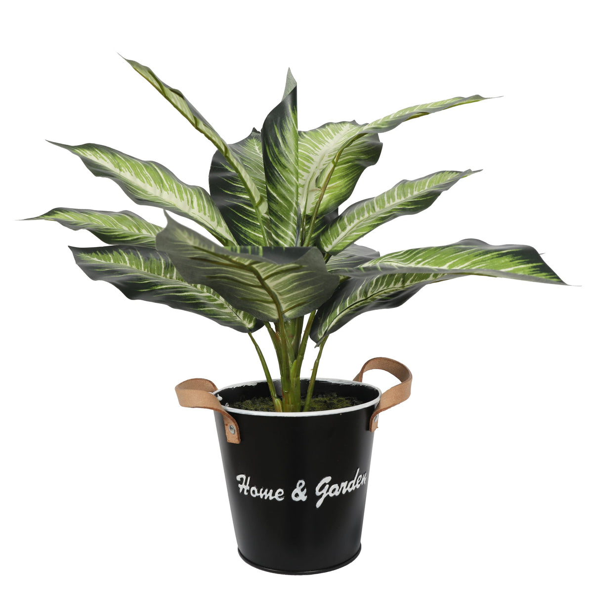 Evergreen White Green 39CM Plants| Roots Furniture